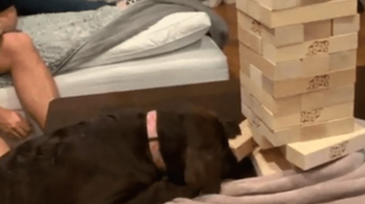 La historia de Remy, la perra que se luce jugando al jenga