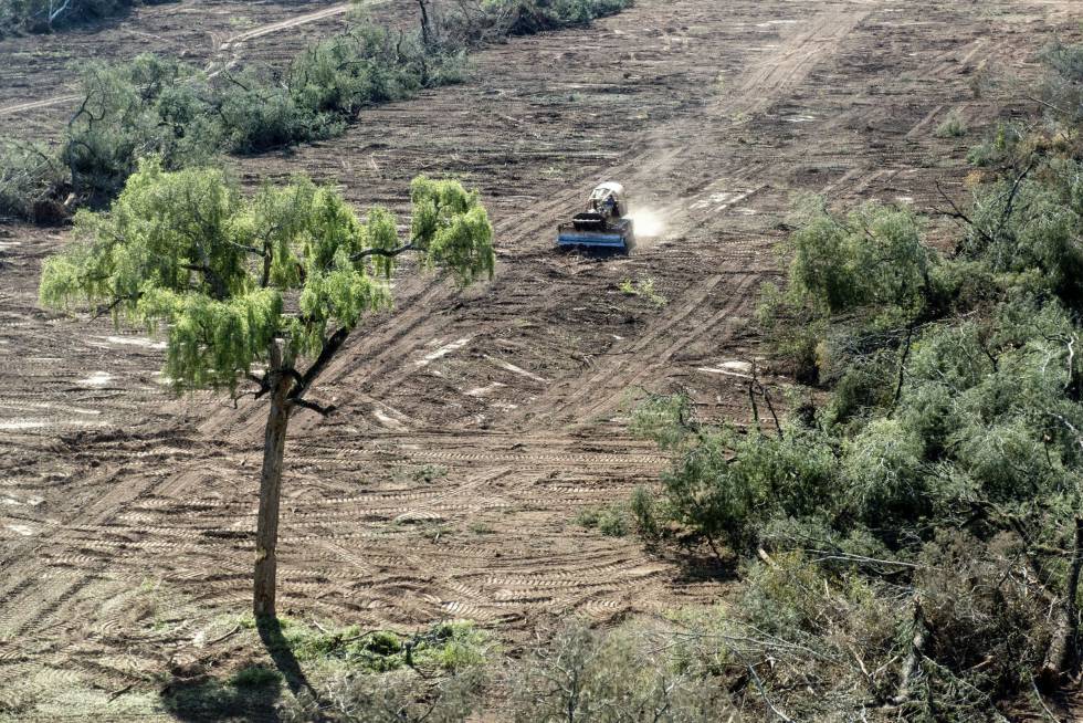 Alerta de la ONU: asegura que hay un millón de especies en peligro de extinción