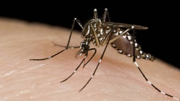 Dengue: confirmaron más de medio millar de casos en Jujuy