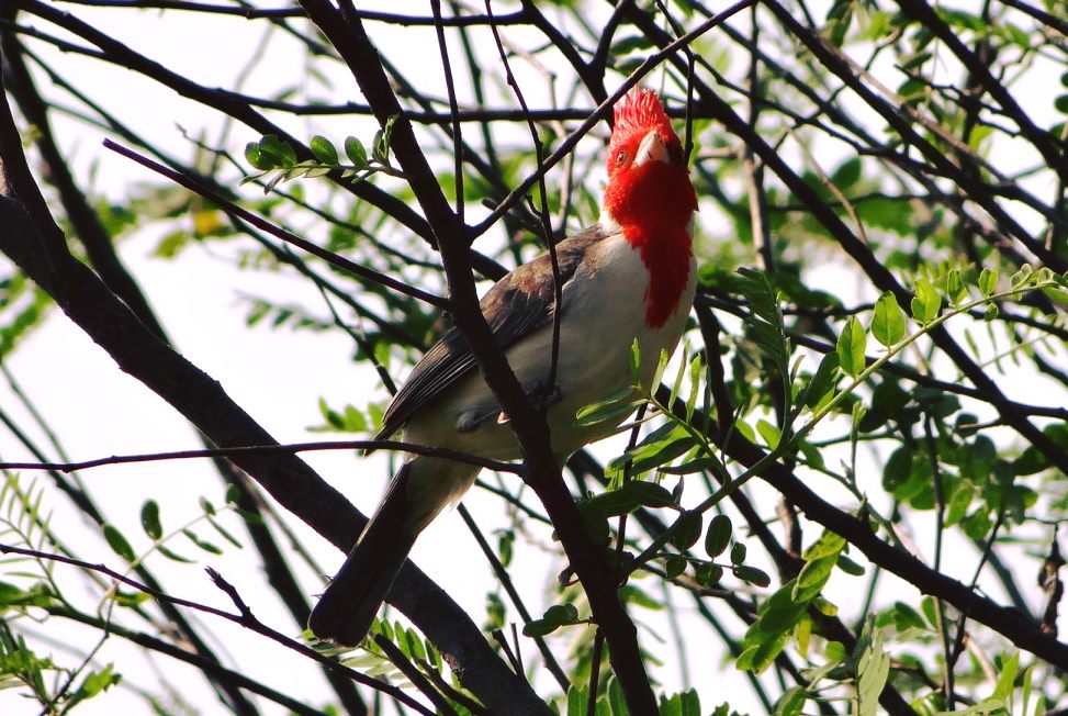 Este sábado, paseo gratuito con observación de aves en la Reserva Itá