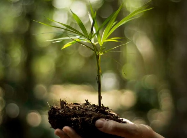 Día Mundial del Medio Ambiente: “Cuidemos nuestro entorno natural”, reflexionó Passalacqua