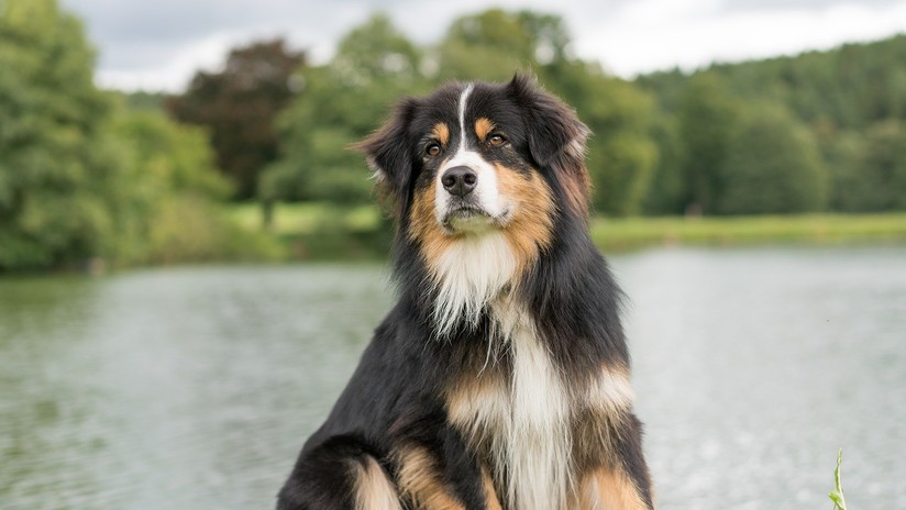 Esta perra muestra cómo jugar a la jenga sin derribar la torre
