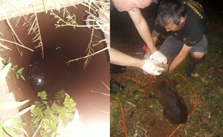 Buena labor: bomberos de Iguazú rescataron a un perro que cayó a un pozo