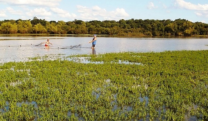 Río Uruguay: hallan residuos de medicamentos en dorados, sábalos y bogas
