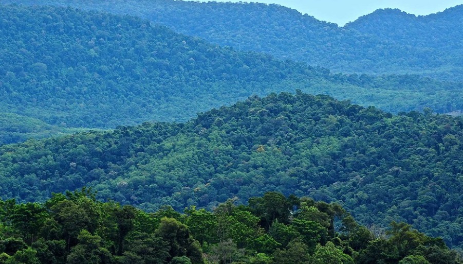 Misiones, pulmón del Litoral: conserva más de un millón y medio de hectáreas de bosques nativos