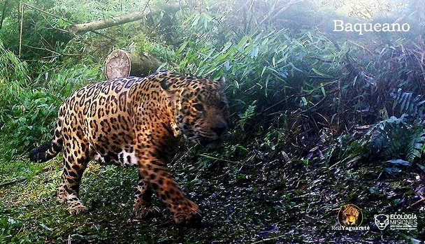 Cámaras trampas detectaron un nuevo yaguareté en el Parque Provincial Uruguaí