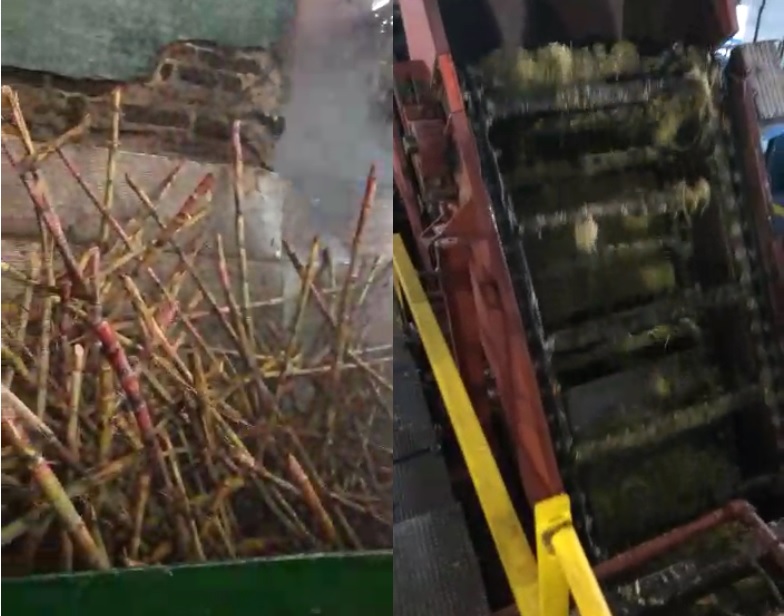 Arrancó la zafra en el ingenio de San Javier: prevén una cosecha de 50 millones de kilos