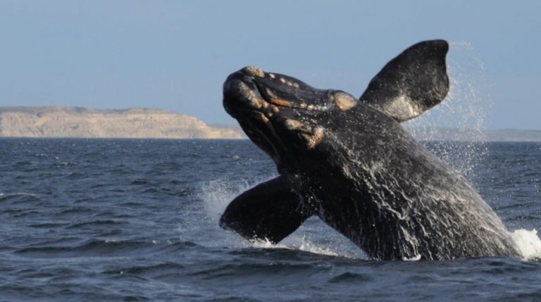 Distinguen a Península Valdés como destino líder en avistaje de ballenas en Sudamérica