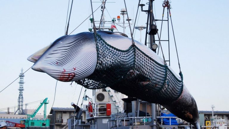 Lamentable: Japón vuelve a autorizar la caza de ballenas luego de 31 años