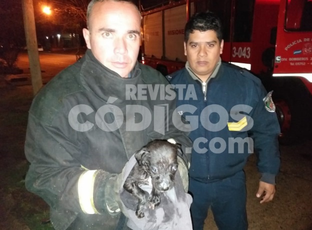 Posadas: mujer arrojó a un cachorro a la alcantarilla, fue rescatado por bomberos y ahora lo adoptará un vecino