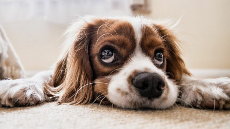 Mascotas: seis tips necesarios para cuidar la salud de tu perro