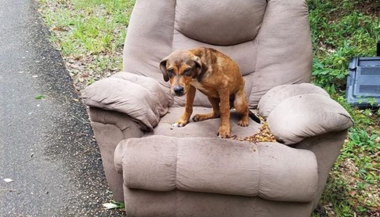 Abandonaron a su perro junto a un sillón y una TV: el animal esperó a sus dueños por días