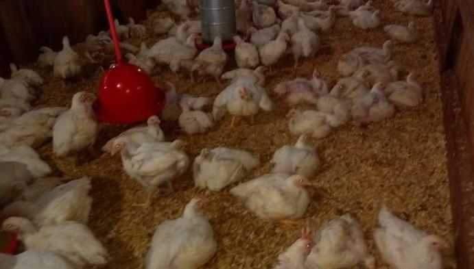 Faena de pollos: diseñarán matadero modelo que regulará la actividad en Misiones