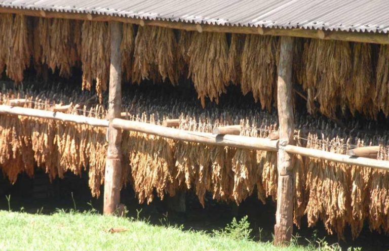 Hoy la Provincia paga más de 80 millones de pesos a productores tabacaleros