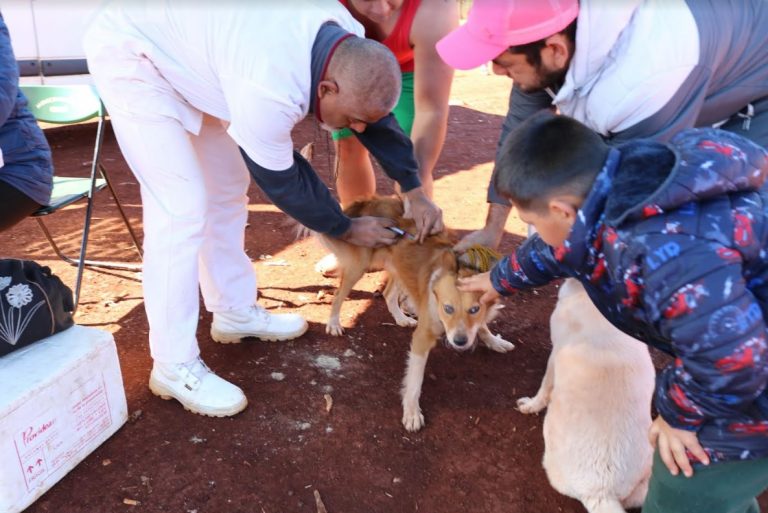 Vacunación antirrábica en Oberá: 900 mascotas fueron atendidas en el año