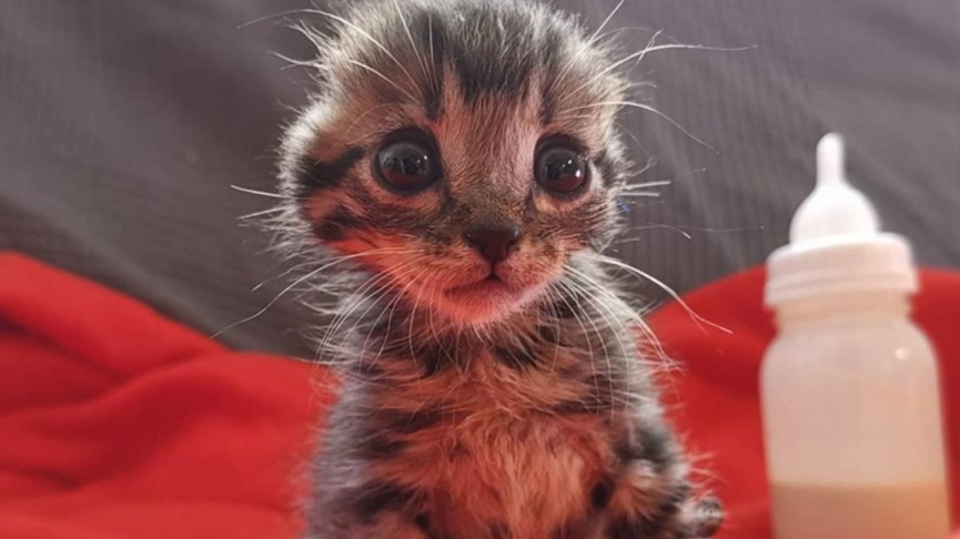 El tierno gatito sin orejas que fue rescatado de la calle