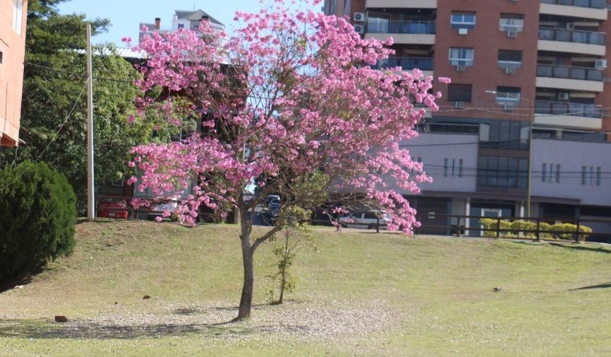 Invierno con temperatura de verano: para este sábado se espera una máxima de 31° C