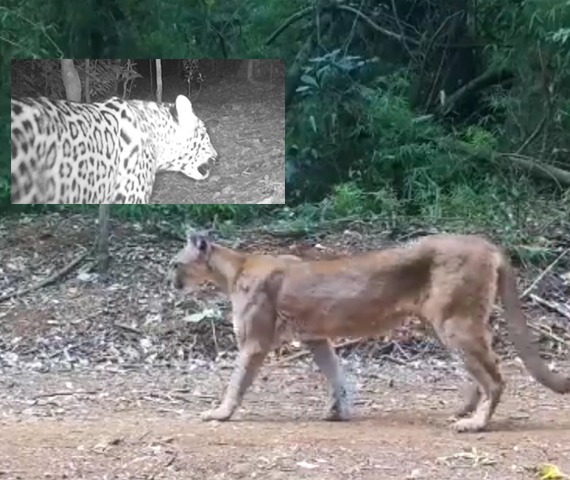Un puma y un yaguareté fueron captados por cámaras trampa en el Parque Provincial Salto Encantado