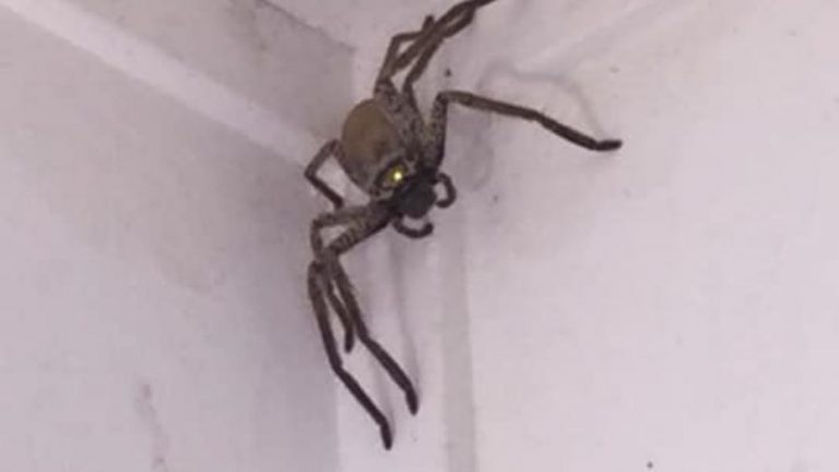 Entró una araña gigante a su casa y pidió ayuda por redes sociales