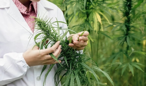Cannabis medicinal: "Argentina cuenta con todos los recursos para investigar y producir"