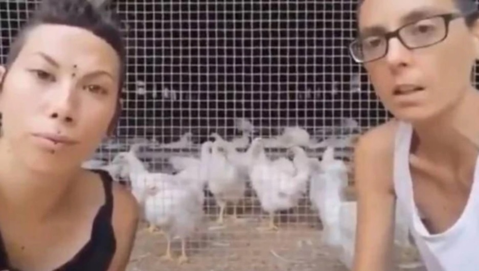 Veganismo: el colectivo de animalistas que no junta gallos con gallinas porque 
