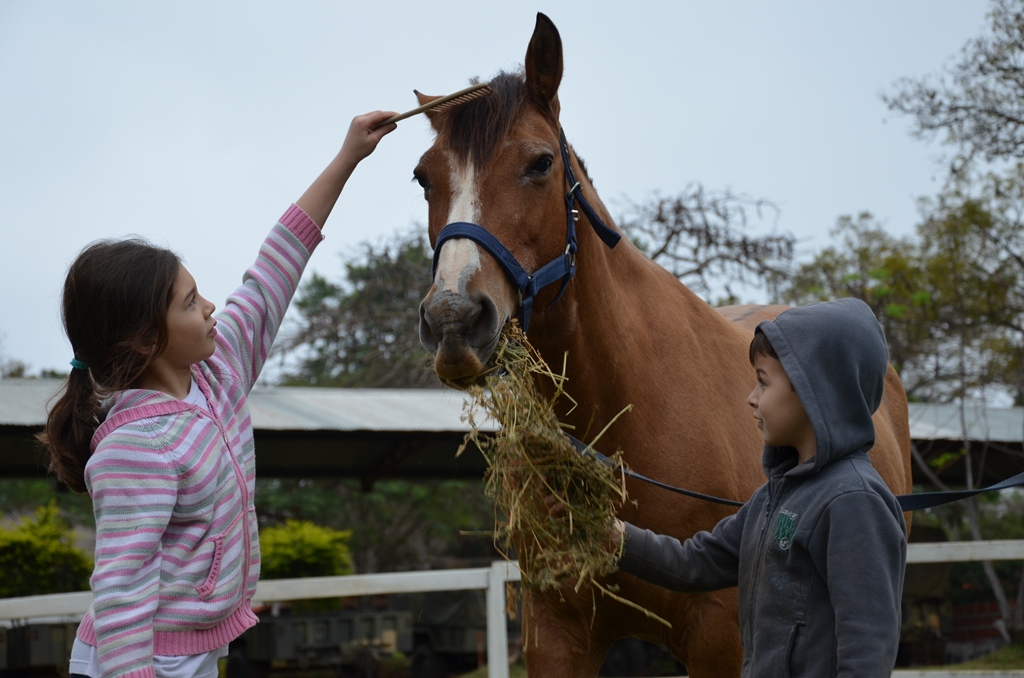 El próximo lunes se realizará la primera jornada provincial de equinoterapia en la Legislatura 4 8 - DSC 0581 - 7