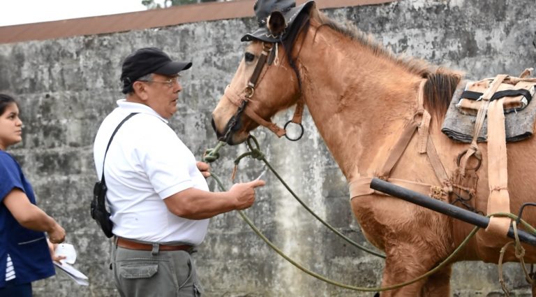 Tracción a sangre: 33 recuperadores urbanos renovaron el Carnet Sanitario Animal de sus caballos
