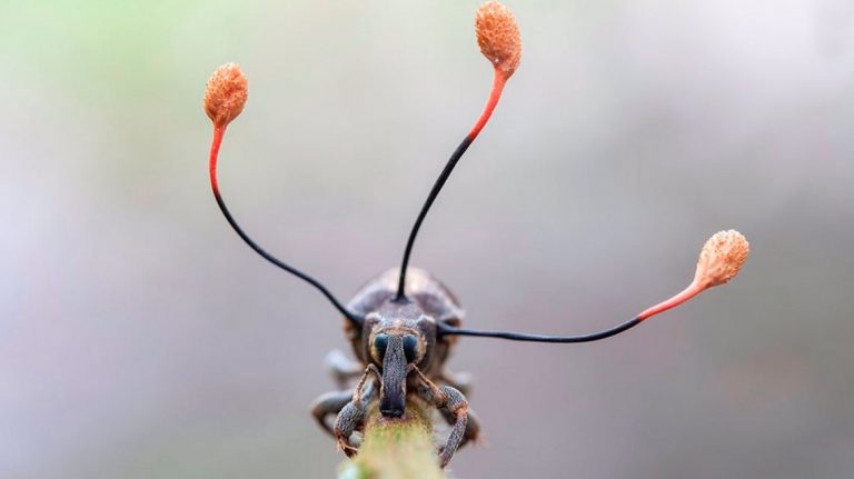 Viral: la espectacular imagen de un escarabajo siendo poseído por un "hongo zombie"