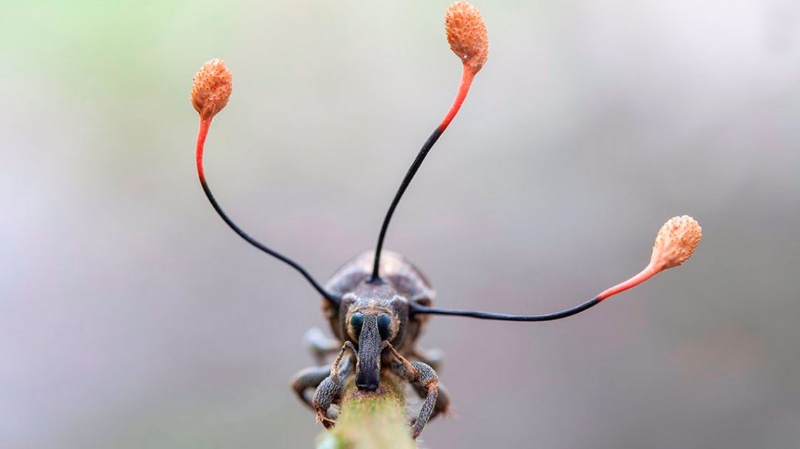 Viral: la espectacular imagen de un escarabajo siendo poseído por un "hongo zombie"
