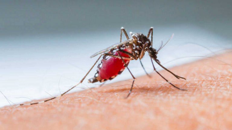 Llevarán a cabo la primera reunión sobre interbrote de dengue en Eldorado