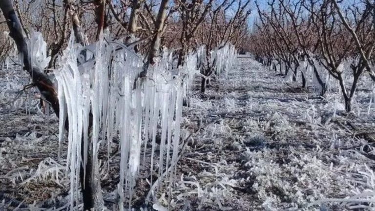 Fenómeno en Mendoza: cayó "helada negra" por los 10° bajo cero