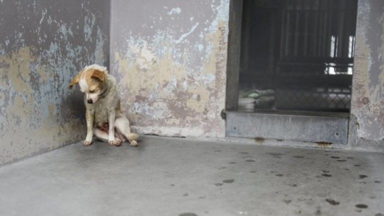 Vietnam: le cortó una pata a su perro como castigo por molestar a los vecinos