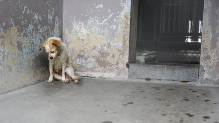 Vietnam: le cortó una pata a su perro como castigo por molestar a los vecinos