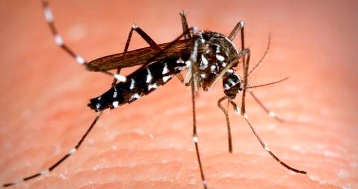Alerta por nuevo virus que no tiene vacuna: es transmitido por mosquitos