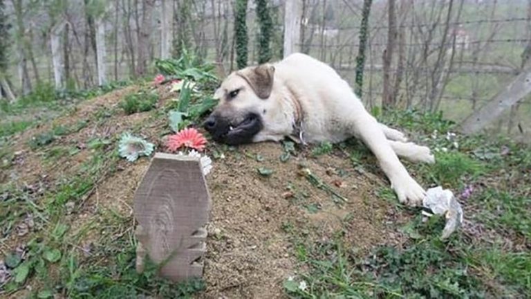 Zozo, el perro que visita hace cinco años la tumba de sus dueños