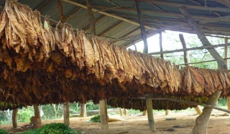 Más de 2 millones de pesos están depositados para productores tabacaleros