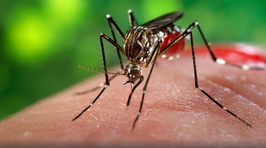 El cambio climático y las migraciones aumentan el riesgo de contraer dengue