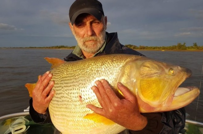 Corrientes: pescaron un dorado de 24 kilos en Esquina y lo devolvieron al Paraná