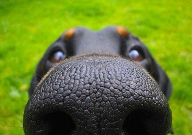 Buscan imitar la "nariz biónica" de los perros para detectar el cáncer