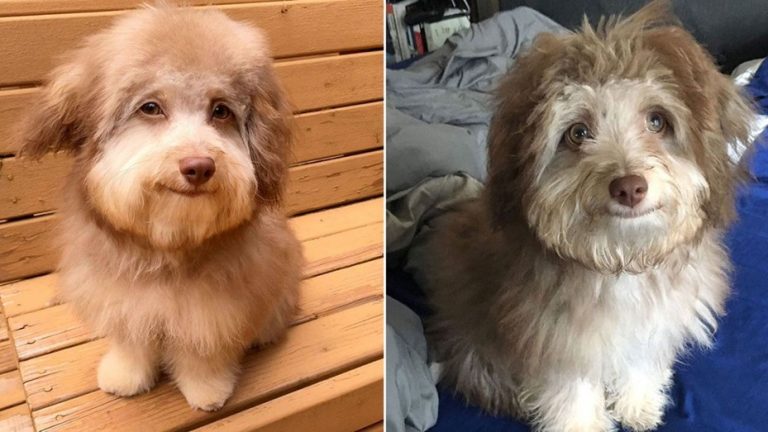 "Nori", el perro con rostro humano que es furor en redes sociales