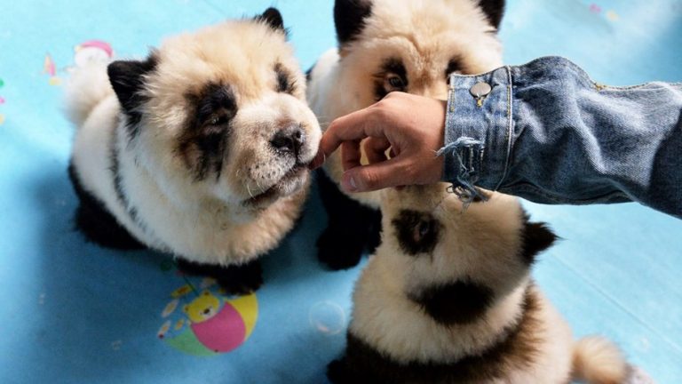 Café de mascotas tiñe a perros para que parezcan pandas