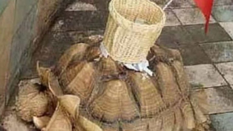 Denuncian a zoológico por pegar canasta en una tortuga para que los visitantes le arrojen dinero