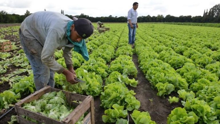 Trabajadores rurales percibirán el bono de 5.000 pesos en 3 cuotas