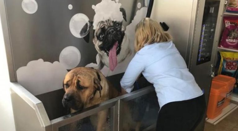 Instalan el primer autoservicio "a ficha" para bañar mascotas en Uruguay