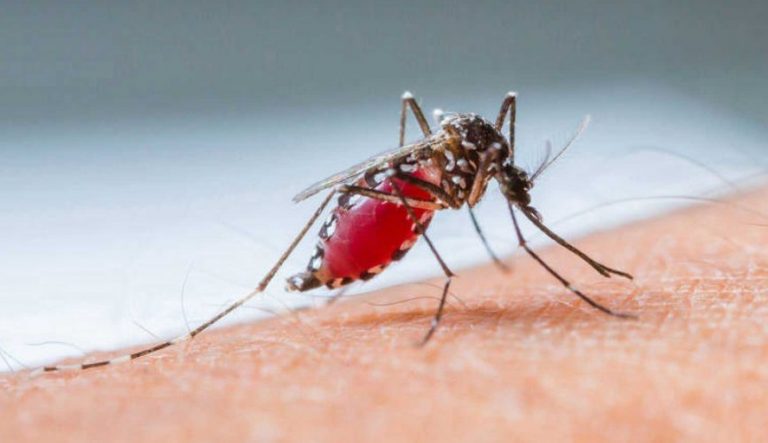 Reportan 350 casos sospechosos de dengue por semana en Paraguay