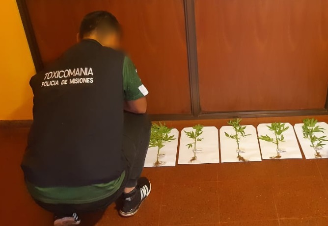 Incautaron maceta con plantas de marihuana en San Vicente