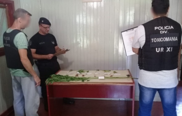 Secuestraron plantas de marihuana por más de 14 mil pesos en Alba Posse