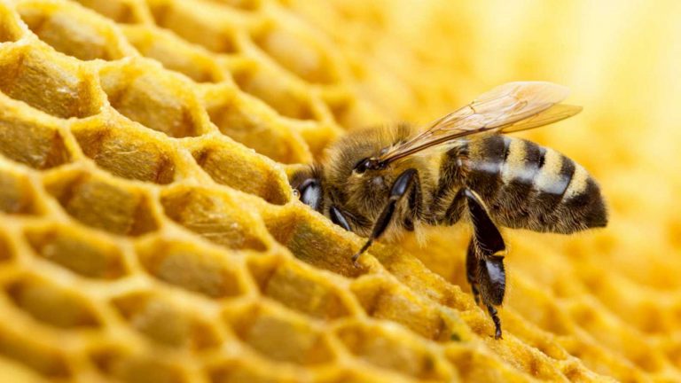 La ciencia declaró a las abejas como el ser vivo más importante del planeta