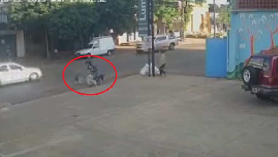 Paseaba a los perros, cuando fue atacada por otros caninos: le mataron a uno de sus caniches