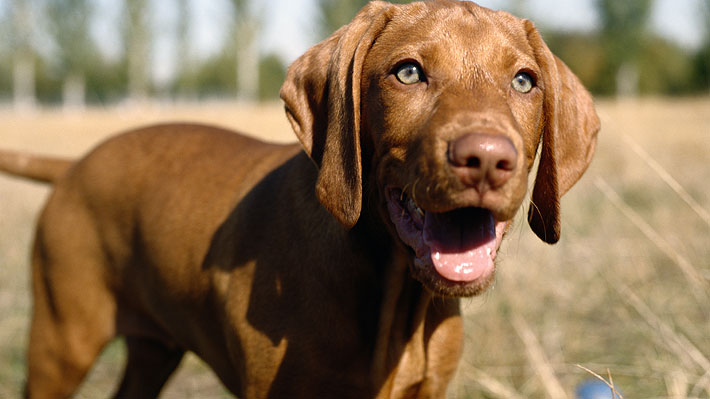Economía canina: tener un perro cuesta $4.729 al mes